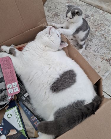 Lord-Luca en Madame Milou aan het werk - Pelt