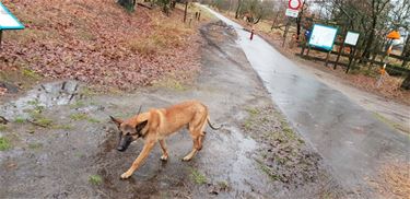 Loslopende hond - Pelt