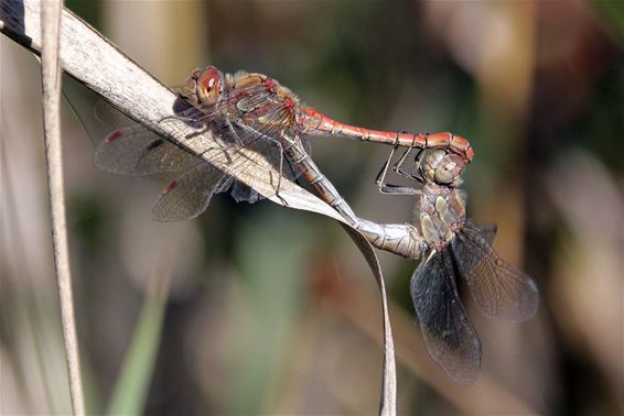 Love is in the air - Neerpelt