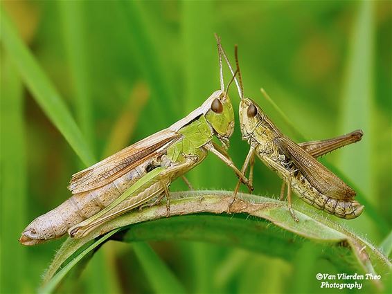 Love is in the air! - Hamont-Achel