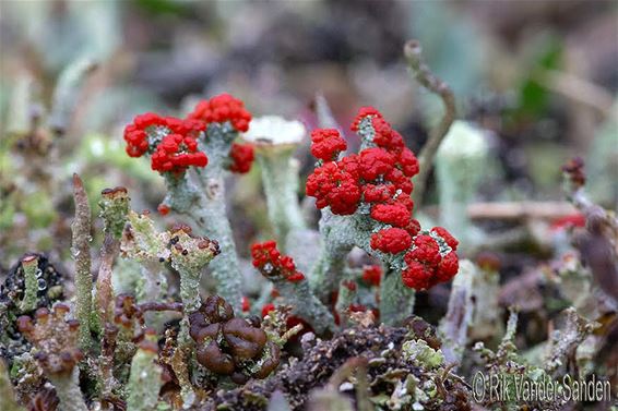 Lucifers in het Hageven - Pelt