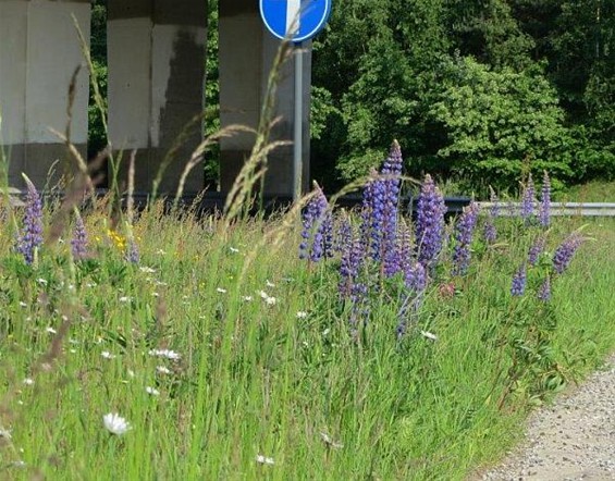 Lupinen op de middenberm - Hechtel-Eksel