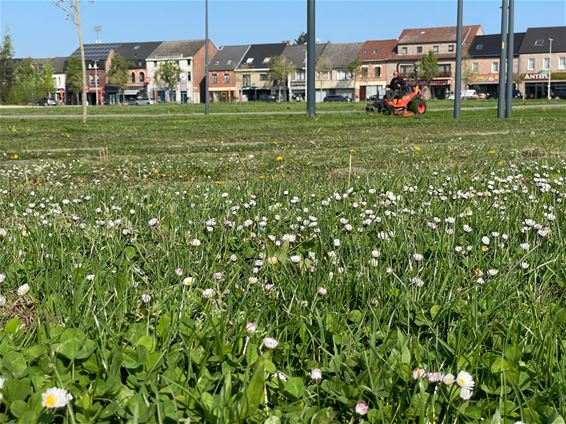 Maai mei niet: laat de natuur even haar gang gaan - Beringen