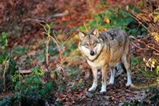 Maak kennis met Natuurpunt Beringen - Beringen