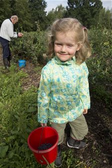 Maandag start zelfpluk blauwbessen - Beringen