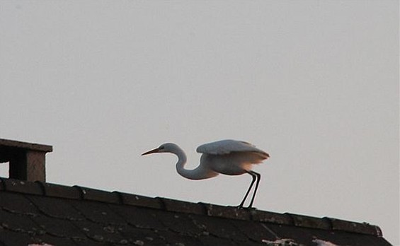 Maar de reiger kwam weer, het volgende jaar - Neerpelt