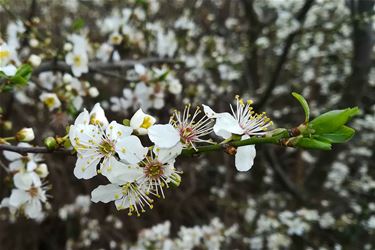 Maartse buien en aprilse grillen - Beringen