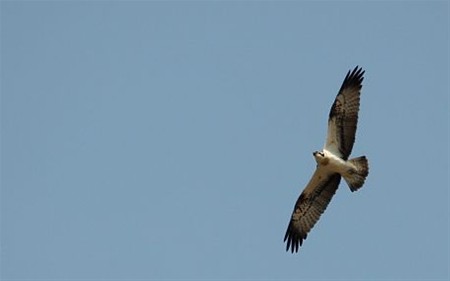 Maatheide belangrijk voor onderzoek vogeltrek - Lommel