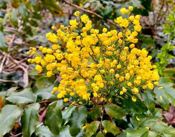 Mahonia kleurt Peer geel in het voorjaar - Peer