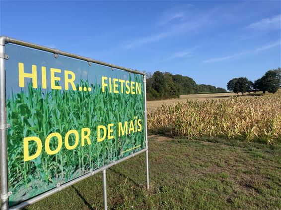 Maisdoolhof stopt vroeger door droogte - Beringen