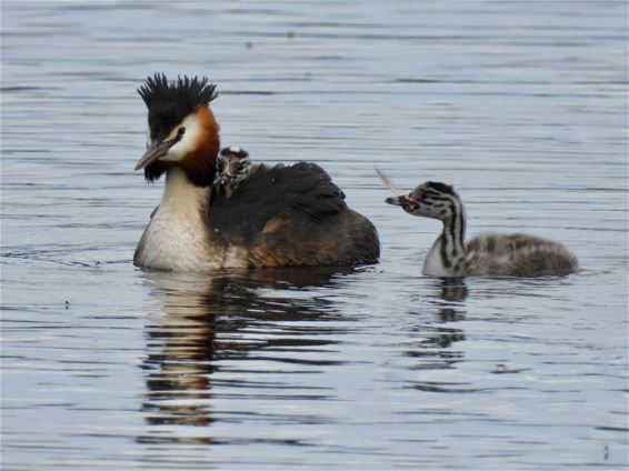 Mama fuut en haar twee kleintjes - Lommel