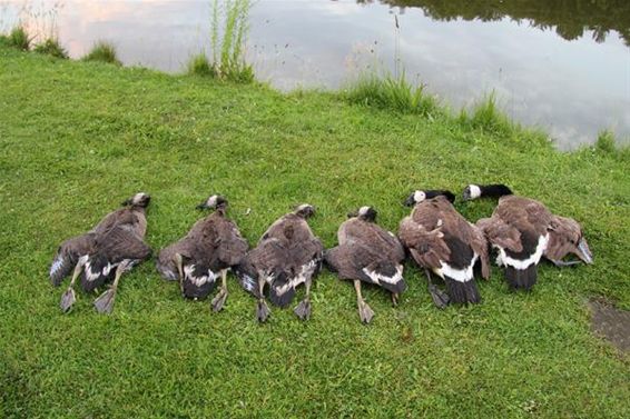 Man doodt zes ganzen in natuurgebied - Hechtel-Eksel