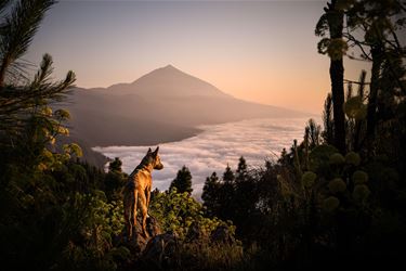 Marc Vandijck valt opnieuw in de prijzen - Bree