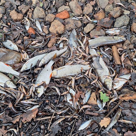 Massale vissterfte door droge Prinsenloop - Hamont-Achel