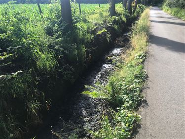 Mazout in gracht aan Beelkenswijer - Beringen