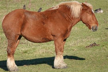 Meeliften met een trekpaard - Pelt