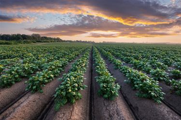 Meer aardappelen, minder varkens