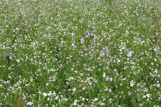 Meer biodiversiteit op sommige akkers - Neerpelt