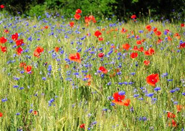 Meer bloemen, meer leven in je tuin - Peer