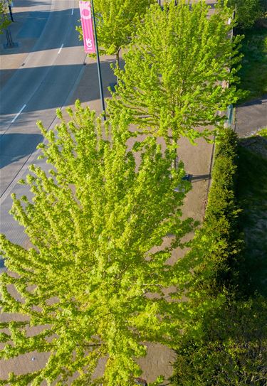 Pelt - Meer bomen in minder groene buurten