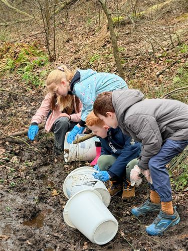 Meer dan 6.000 amfibieën al veilig overgezet - Oudsbergen