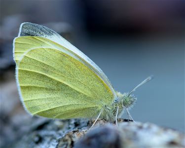 Meer dan 6.600 insecten geteld in Bree - Bree