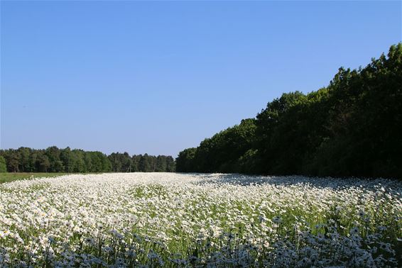 Meer dan een halve kilometer - Hamont-Achel