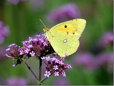 Meer en andere vlinders door de zomer