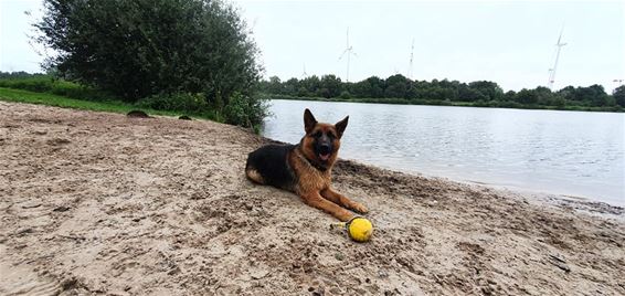 Meer en meer hondenlosloopweides - Beringen