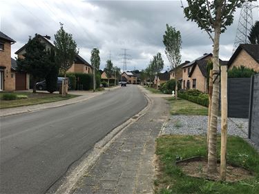 Meer groen in je straat? - Beringen