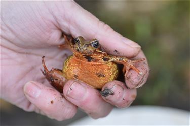 Meer kikkers, minder padden en salamanders - Beringen