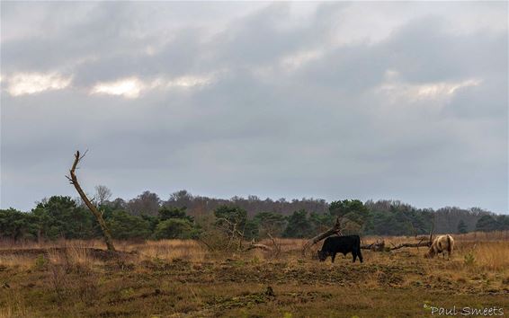 Meer schakering in de lucht - Pelt