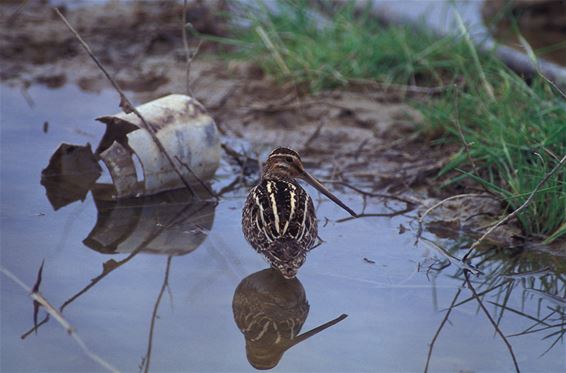 Meer watersnippen in Vallei van de Zwarte Beek - Beringen