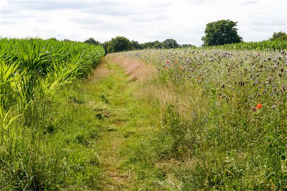 Meer wilde bloemen langs akkers en velden - Beringen