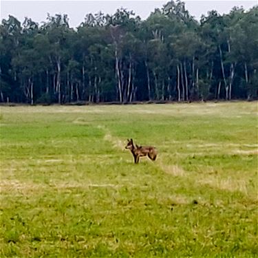 Meer wolven gespot - Beringen & Leopoldsburg