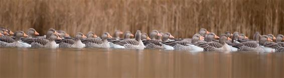 Meld dode vogels in het kader van vogelgriepvirus - Oudsbergen