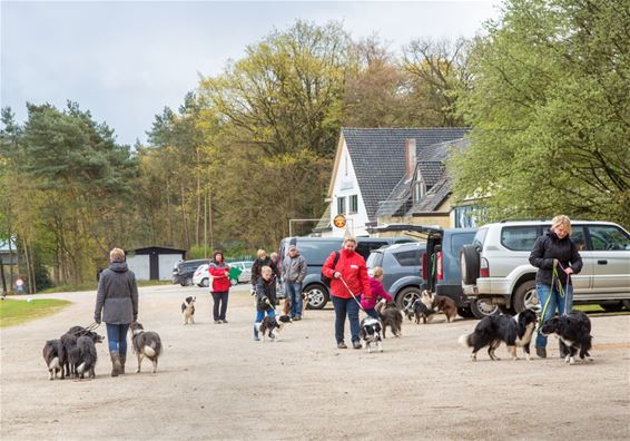 Met bordercollies op wandel - Lommel