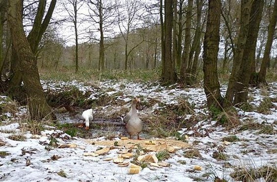 Met dank aan de wandelaars - Meeuwen-Gruitrode