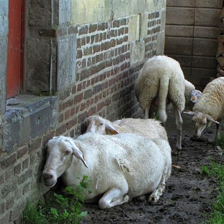 Met de groeten uit... Bokrijk - Neerpelt