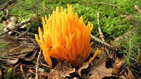 Met de groeten uit de Ardennen - Overpelt