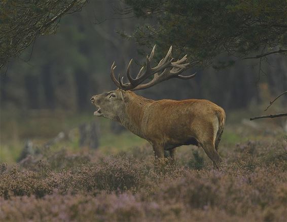 Met de groeten uit... de Veluwe - Overpelt