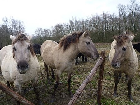 Met de groeten uit het Maasland - Peer & Oudsbergen