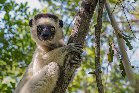 Met de groeten uit... Madagascar - Lommel