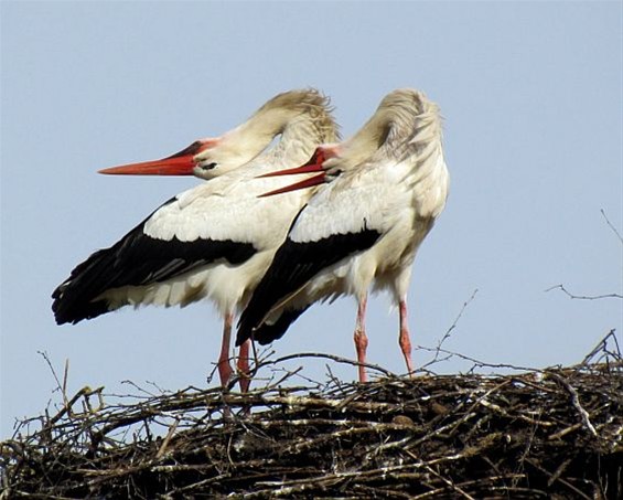 Met de groeten uit... Overijssel - Meeuwen-Gruitrode