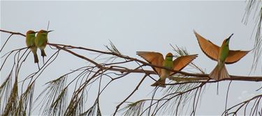 Met de groeten uit... Thailand - Peer & Pelt