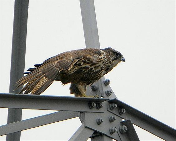 Met de groeten uit... Zeeuws Vlaanderen - Overpelt