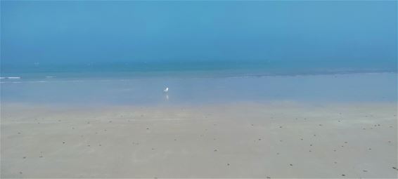 Met de groeten van aan zee - Pelt