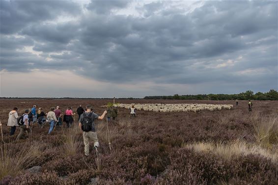 Met de kudde door de Groote Heide - Hamont-Achel