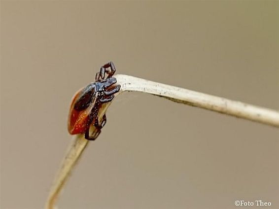 Met de lente komen de teken - Hamont-Achel