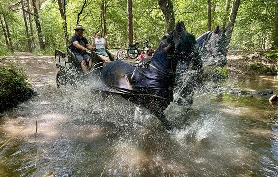 Met de paardjes naar de Witteberg - Hamont-Achel